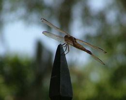 speartipdragonfly.jpg